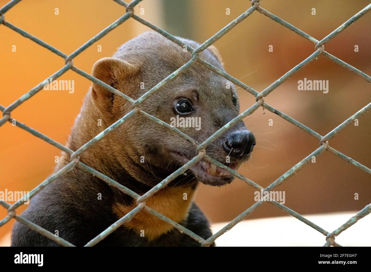 Tayra animal sauvage de l'espèce Eira barbara Banque D'Images