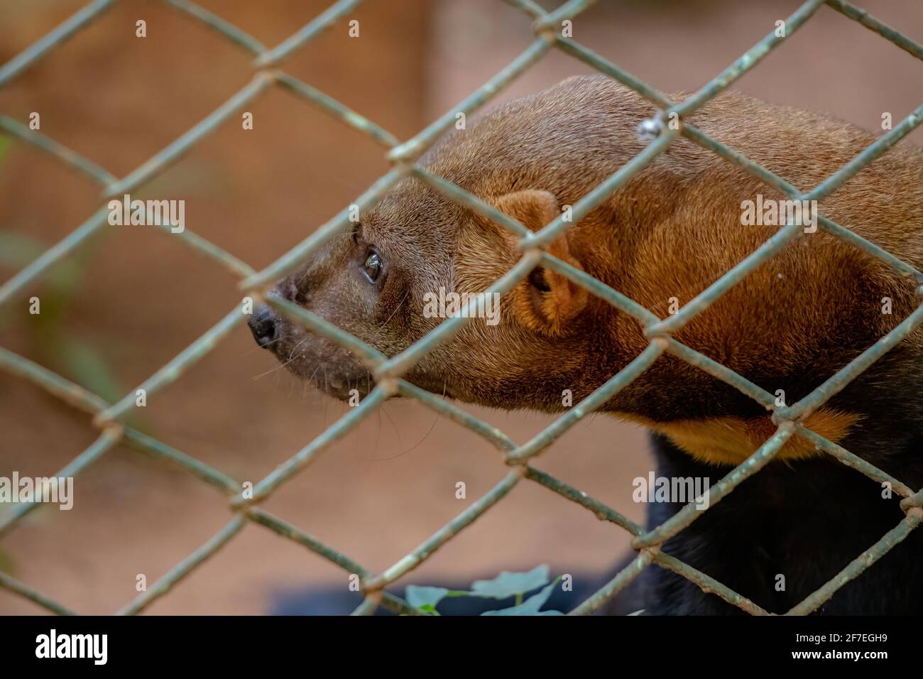 Tayra animal sauvage de l'espèce Eira barbara Banque D'Images