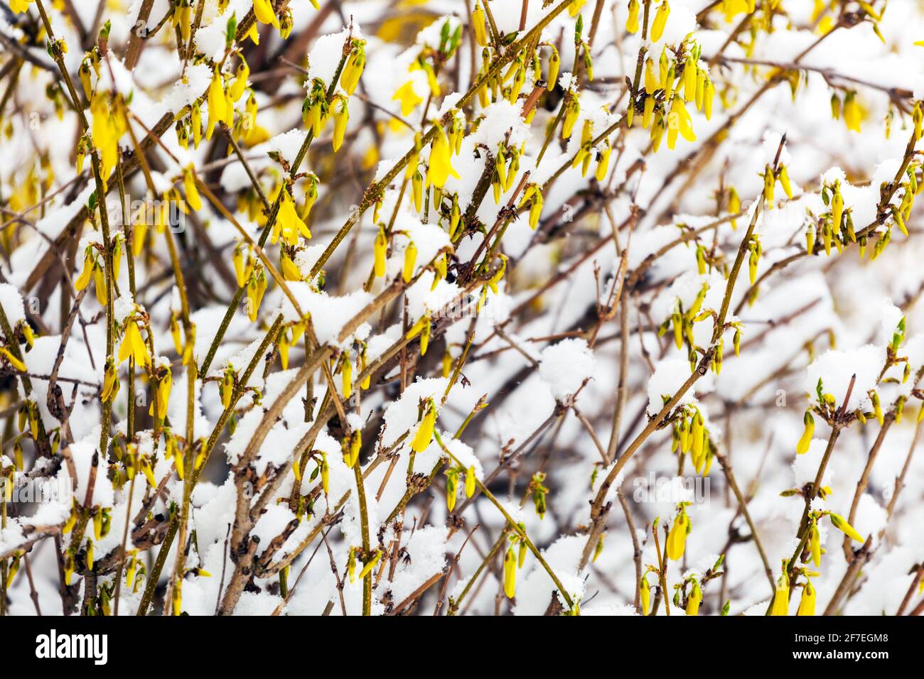 Forsythia x neige intermedia dans la plante de jardin arbustive à floraison hivernale Banque D'Images