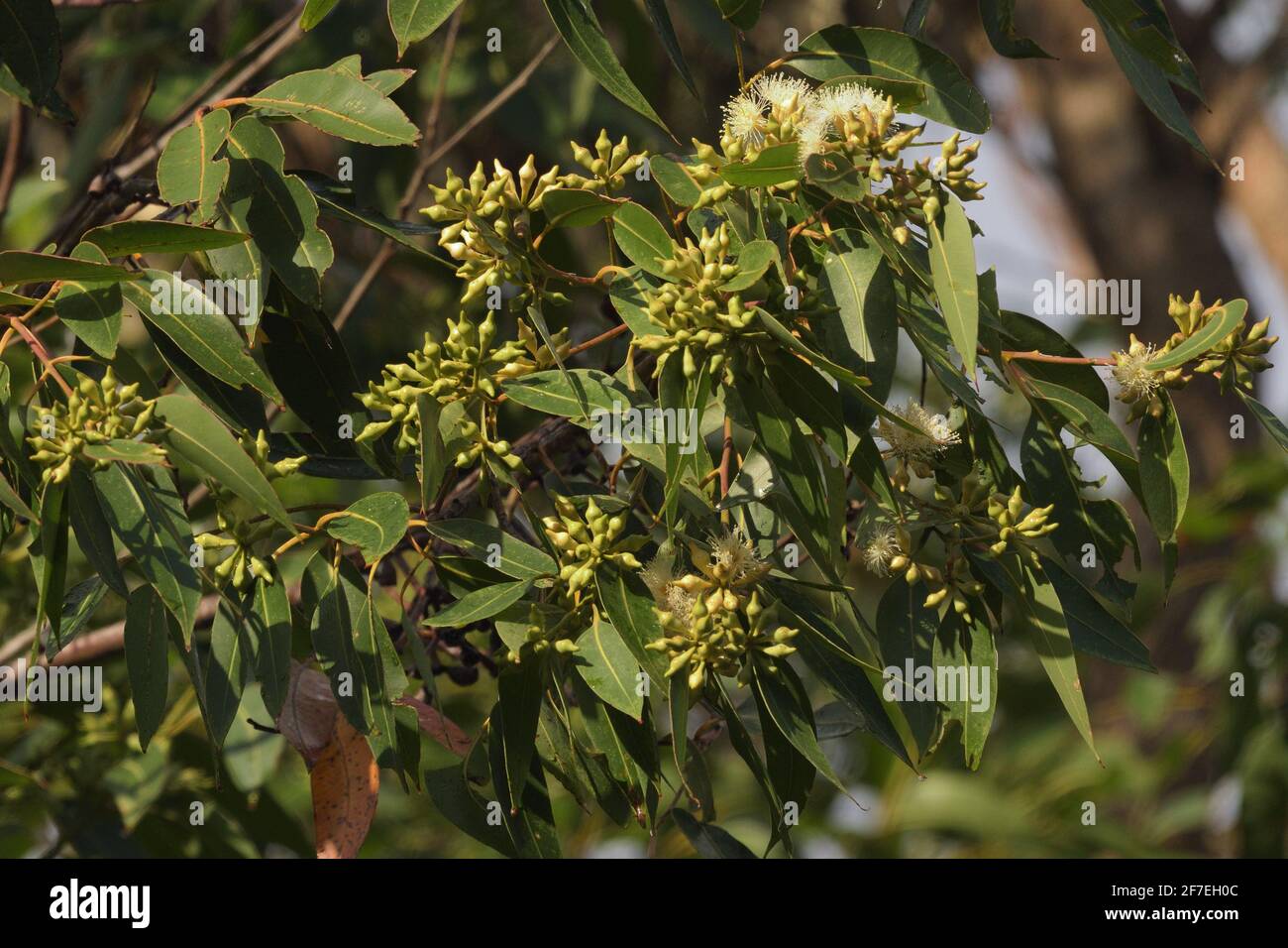 Feuilles, fleurs et bourgeons de l'eucalyptus de Swamp Mahogany (Eucalyptus robusta) dans l'est de l'Australie Banque D'Images