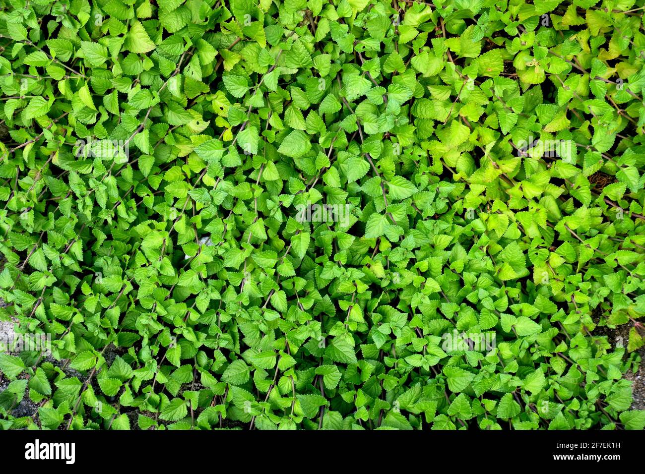 vue de dessus du bush ou des feuilles, herbe verte pour l'arrière-plan Banque D'Images