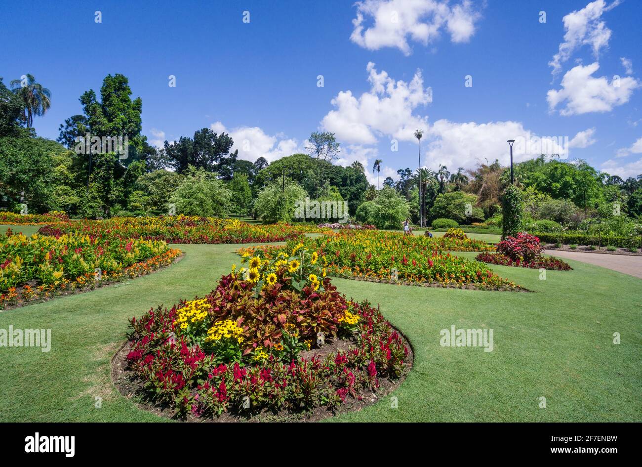 Exposition estivale de fleurs aux jardins botaniques de Brisbane City, Brisbane, Queensland, Australie Banque D'Images