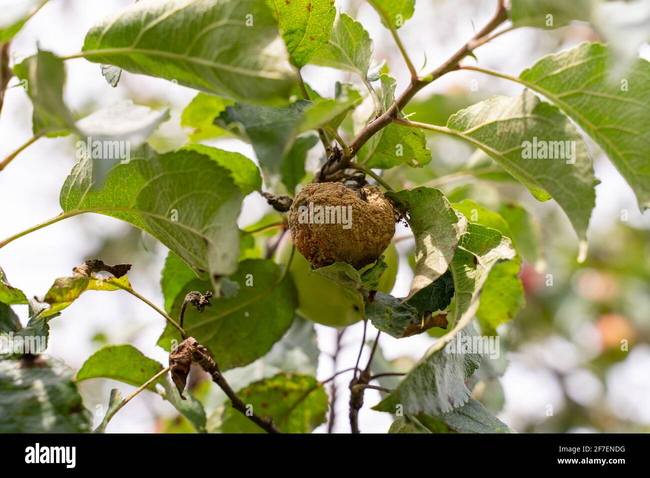 Récolte de pommes ruinée par les maladies des arbres fruitiers. La pomme est affectée par le champignon et la moisissure. Maladie scab, une Apple pourrie louleuse. Banque D'Images