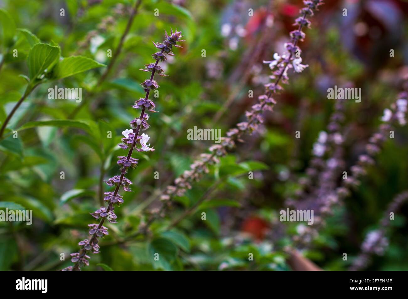 Tulsi (Ocimum sanctum) est une plante sacrée largement cultivée de l'Inde. Les hindous cultivent Tulsi comme une plante religieuse dans leurs maisons, temples et fermes. Banque D'Images