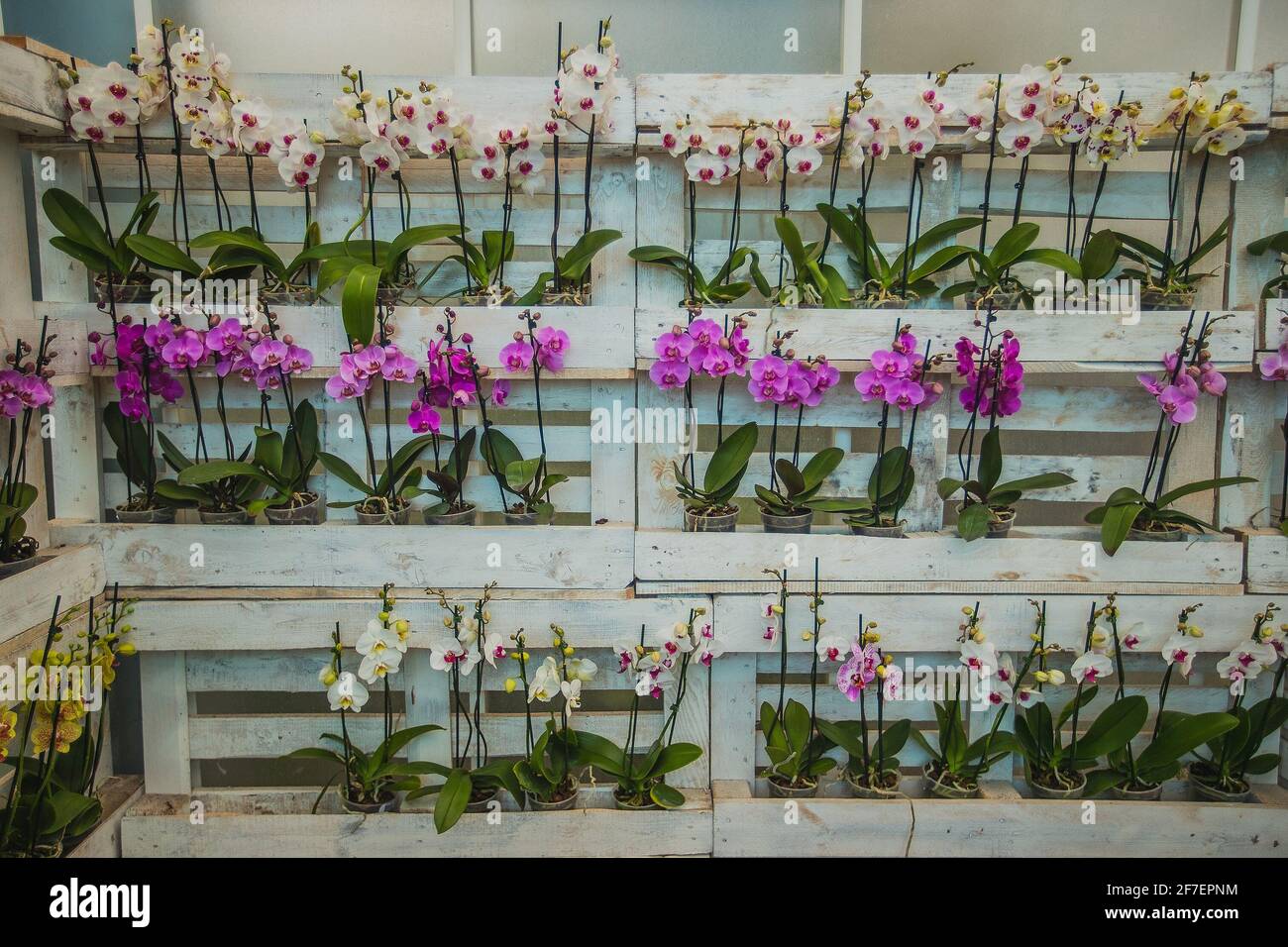 Une collection de fleurs d'orchidées sur un magnifique mur blanc  d'europalette. Orchidées colorées prêtes à l'emploi Photo Stock - Alamy