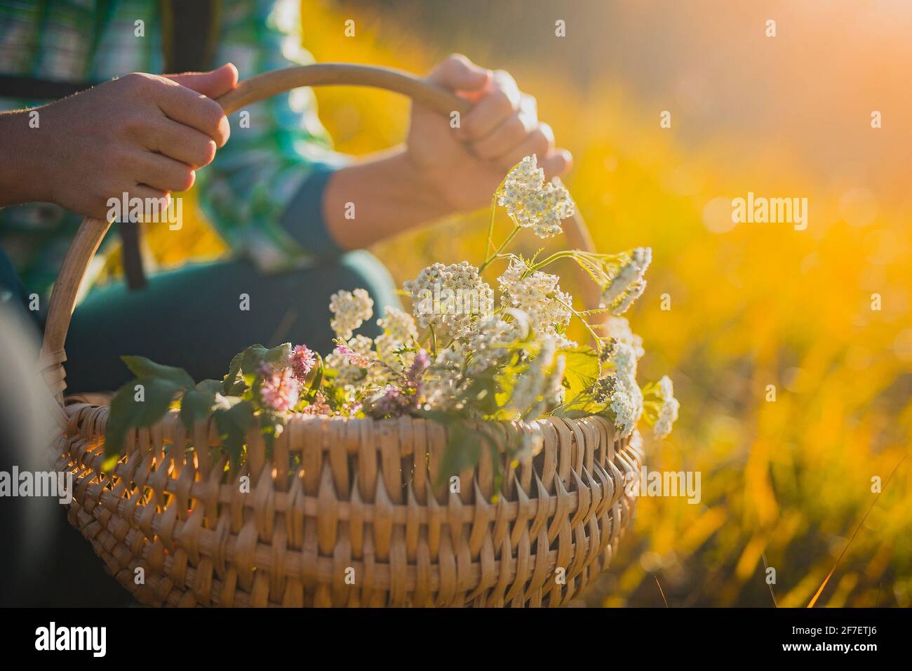 Femme tenant un panier tissé de tisserand rempli d'herbes et d'épices prises dans un jardin naturel ouvert. Ingrédients de thé bio dans un panier. Banque D'Images