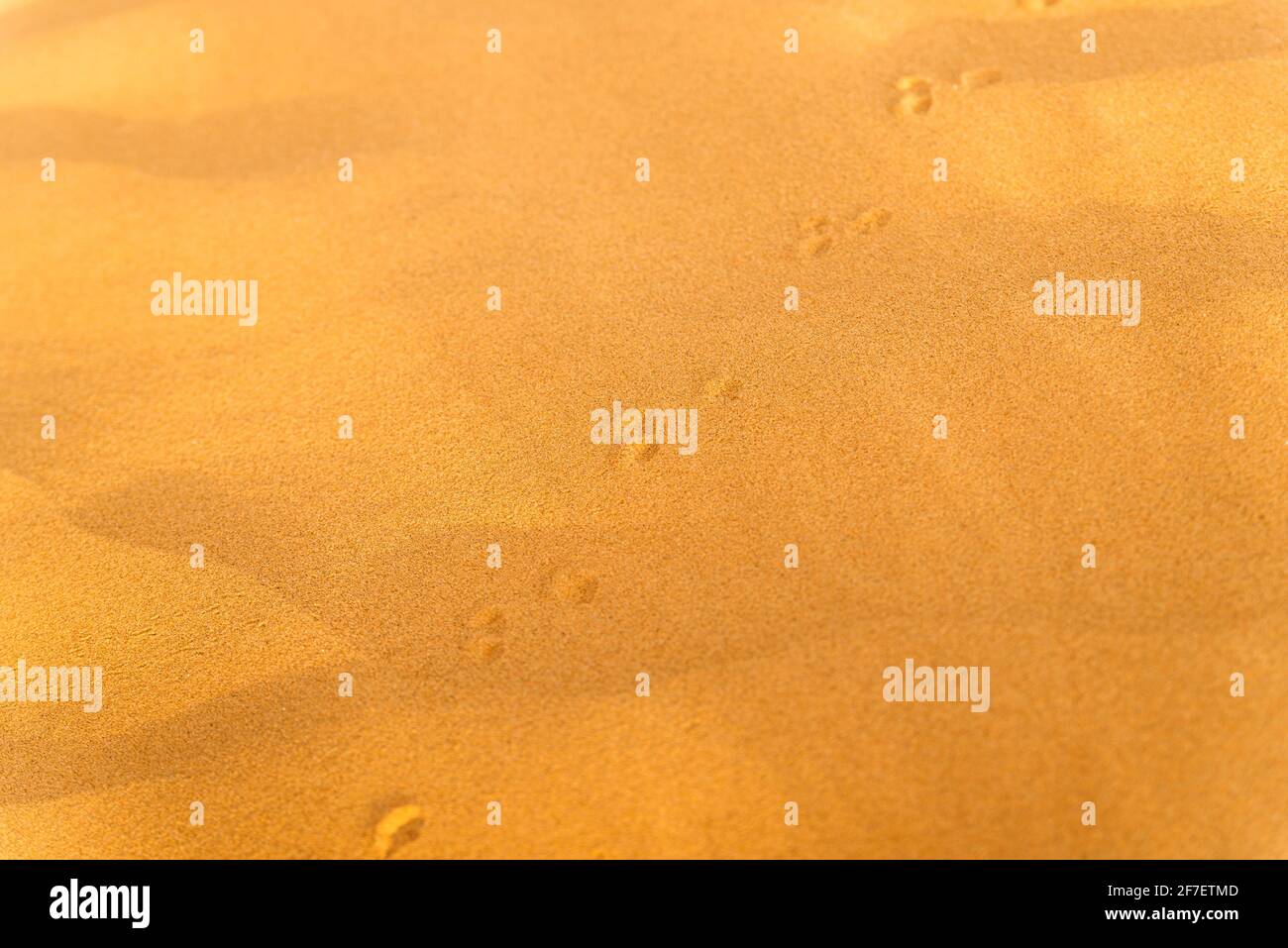 Motif de sable doré sur une plage en été avec chaîne de pistes. La surface texturée de sable sur la plage après un fort vent sous forme de wav Banque D'Images