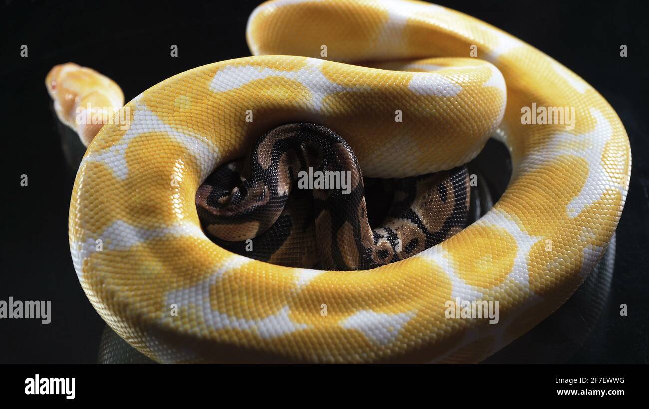 Photo de petit albinos et de phyton de balle sur verre Banque D'Images