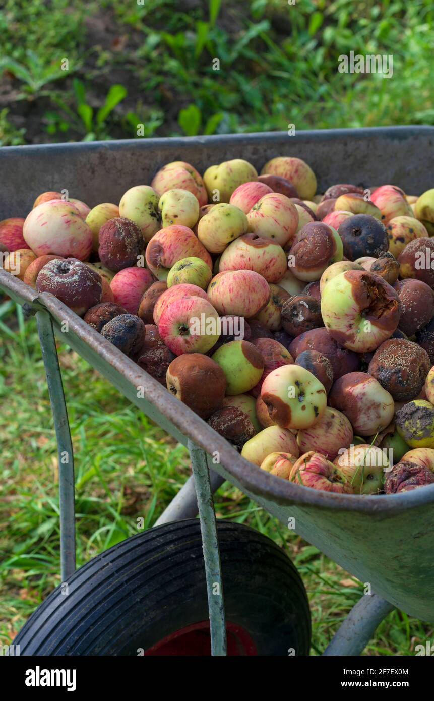 Pile de pommes pourries tombées dans un chariot de jardin près orientation verticale Banque D'Images