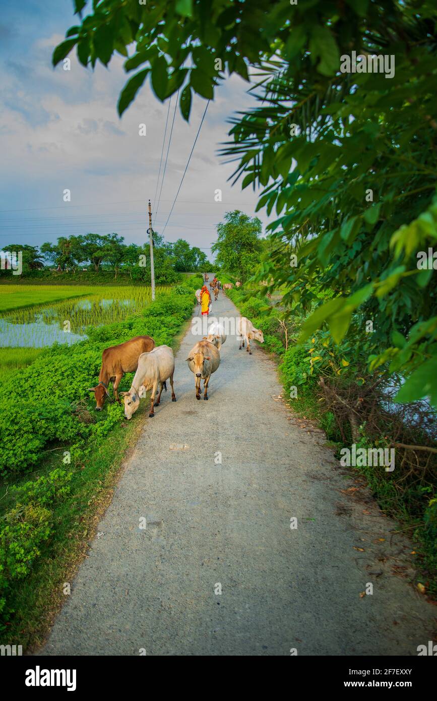 Une petite hereuse herbeuse herbant un troupeau de bétail à côté de la route. Khulna, Bangladesh. Banque D'Images