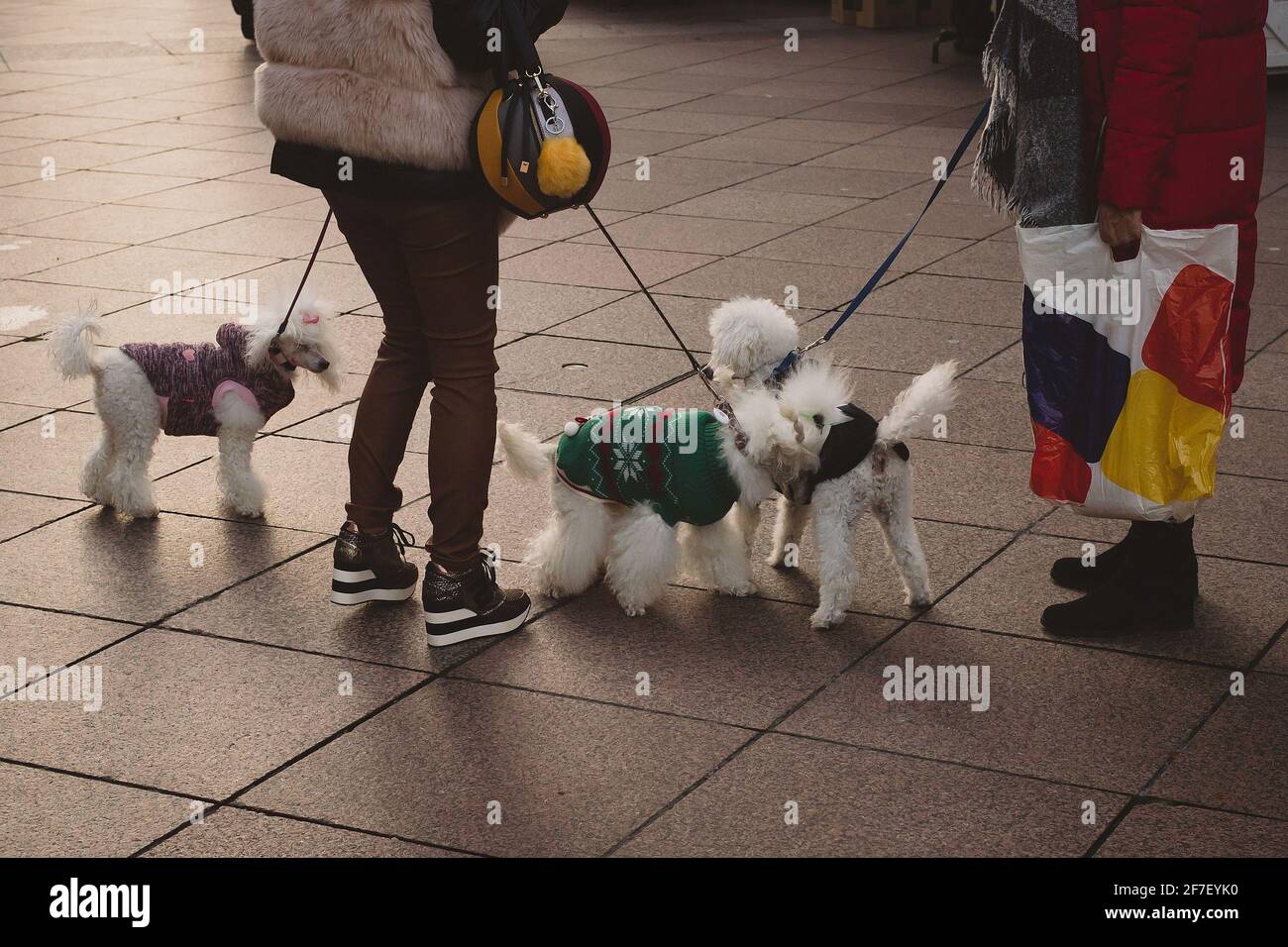 Trois chiens en manteaux, habillés, avec des propriétaires debout à côté d'eux. Des gribouillages habillés en manteaux avec les propriétaires à l'extérieur. Banque D'Images