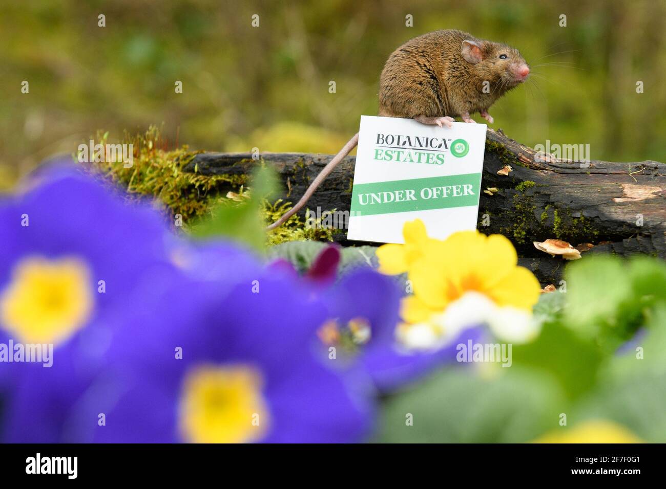 UTILISATION ÉDITORIALE STEVE Backwhair lance « let's ramener la nature » en partenariat avec Botanica par Air Wick et WWF, qui vise à restaurer 20 millions de pieds carrés d'habitats de fleurs sauvages actuellement menacés. Date de publication : le mercredi 7 avril 2021. Banque D'Images