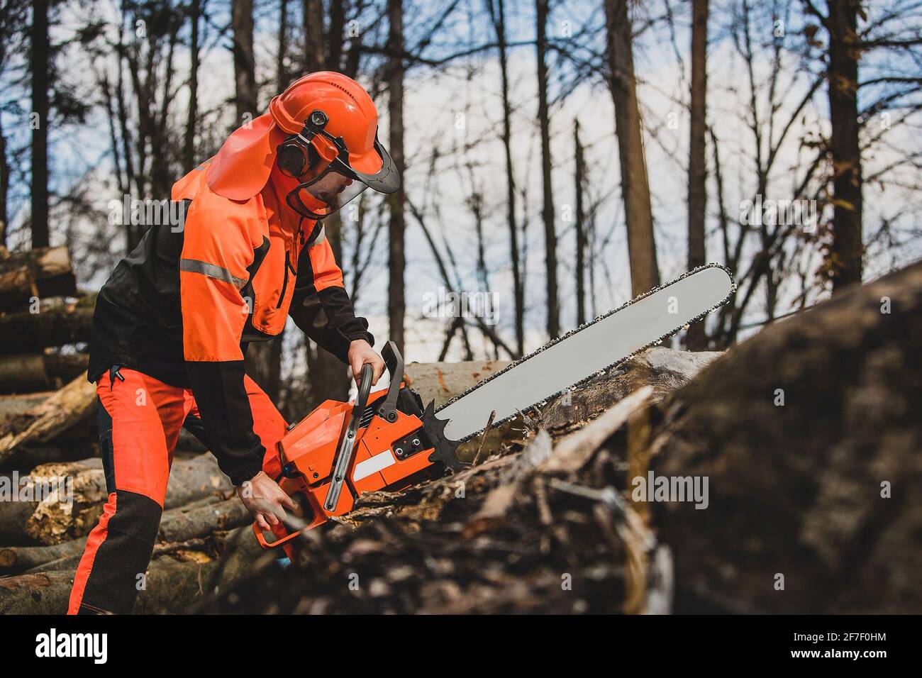 Un opérateur de tronçonneuse se prépare à couper un tronc d'arbre