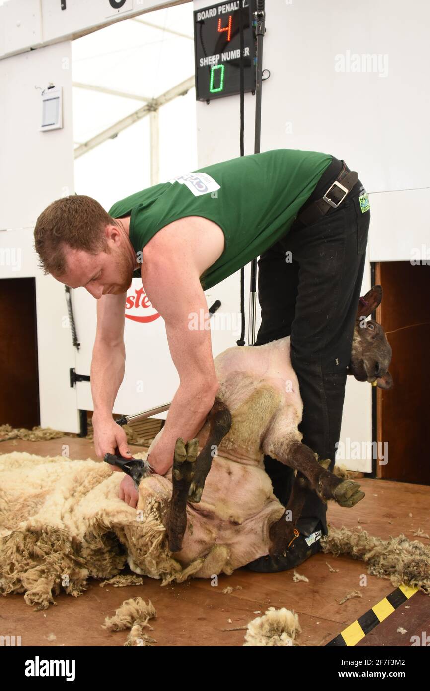 Tonte de moutons au Balmoral Show, Irlande du Nord Banque D'Images