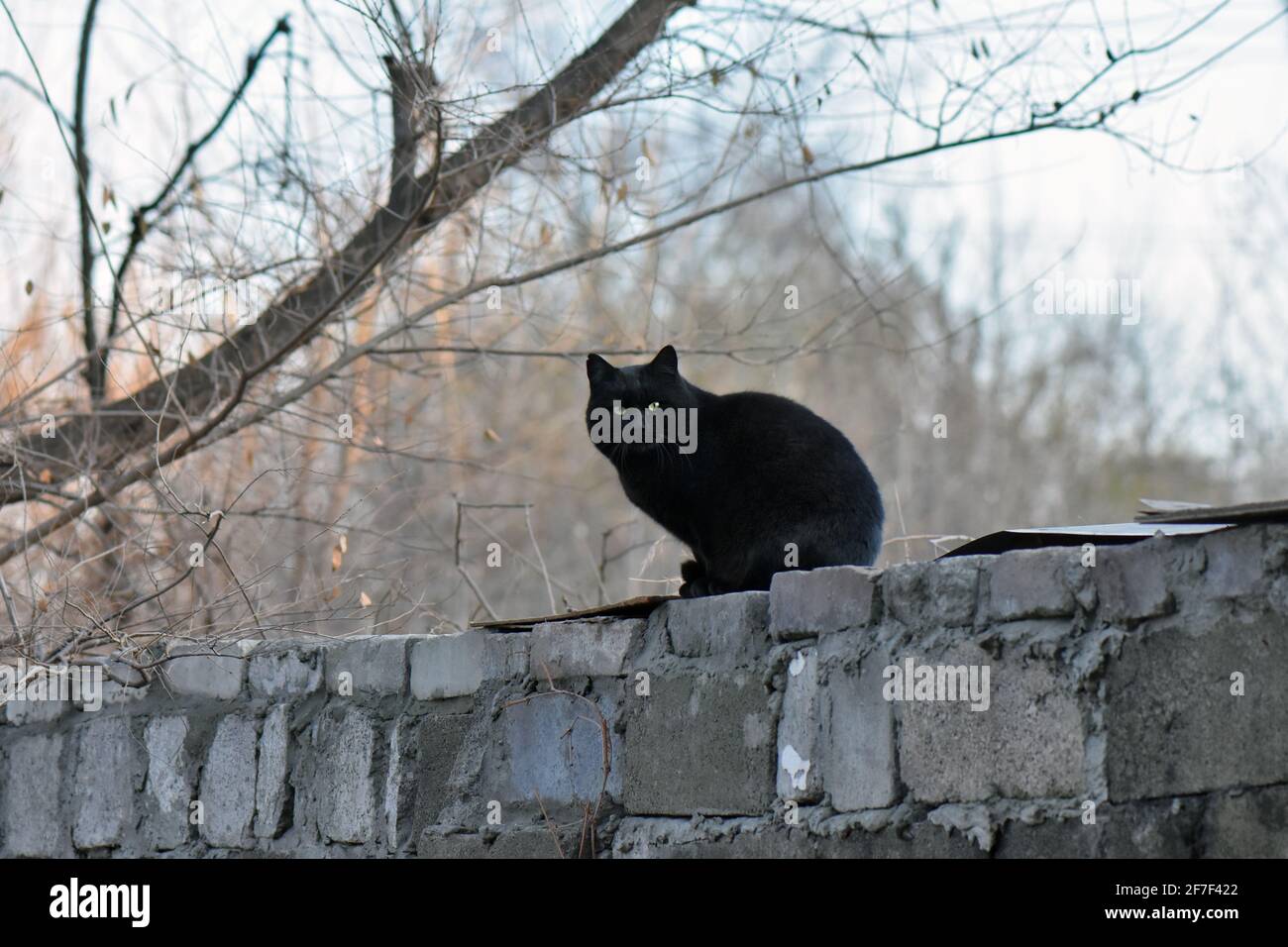 Chat sans-abri Banque D'Images