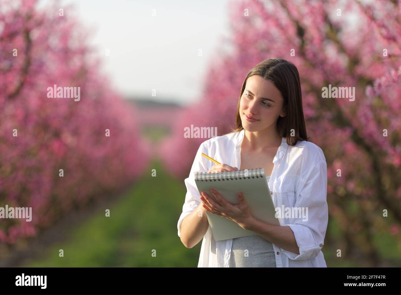 Bonne femme à dessiner sur un carnet dans un champ fleuri rose au printemps Banque D'Images