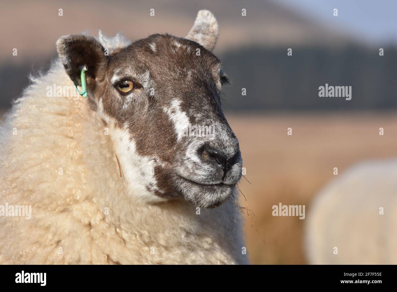 Cross ewe, Marbrack Farm, Castle Douglas, Écosse Banque D'Images