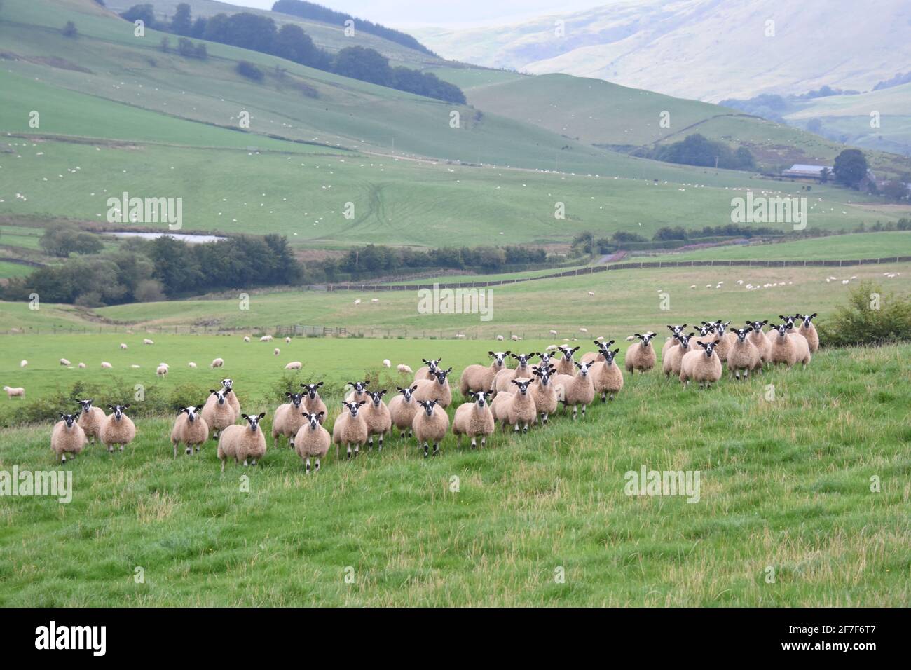 Scotch Mule Sheep, Écosse Banque D'Images