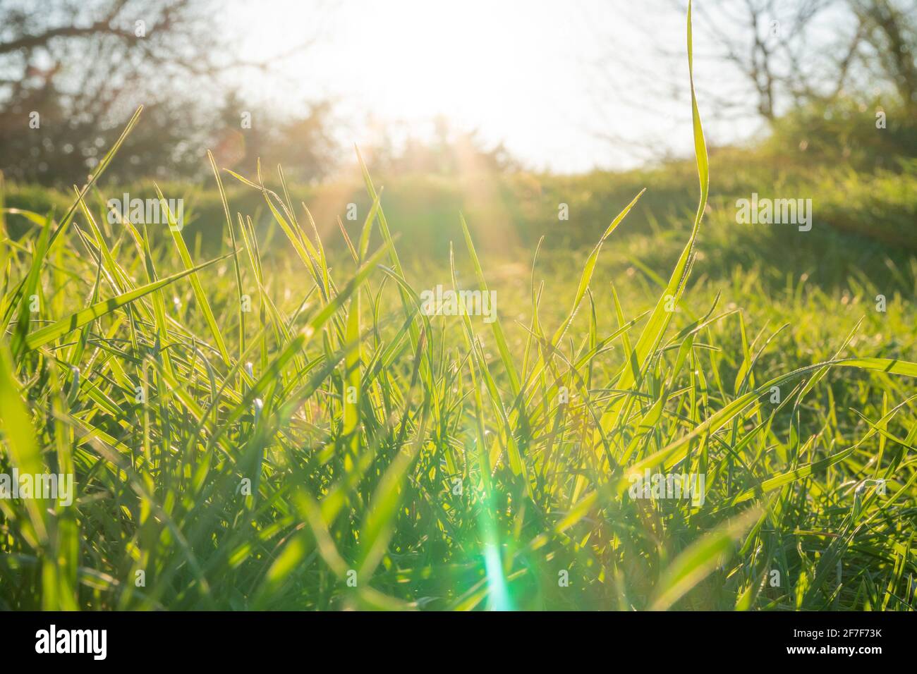 Concept de printemps et de croissance : vue latérale et gros plan sur l'herbe verte par temps ensoleillé. Faisceau de soleil brillant à travers les feuilles. Croissance de l'économie. Lumière du jour. Banque D'Images