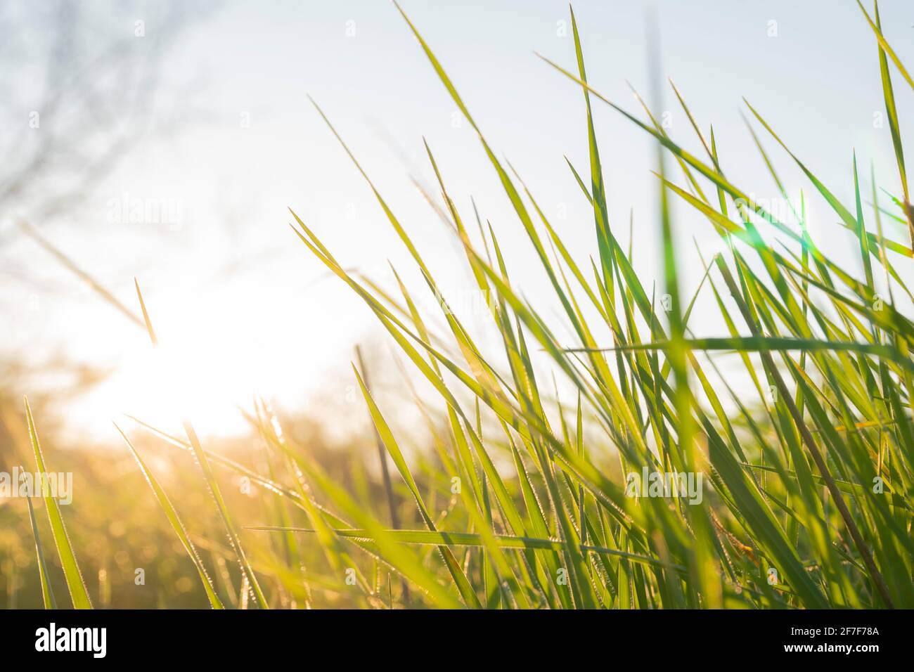 Concept de printemps et de croissance : vue latérale et gros plan sur l'herbe verte par temps ensoleillé. Faisceau de soleil brillant à travers les feuilles. Croissance de l'économie. Lumière du jour. Banque D'Images