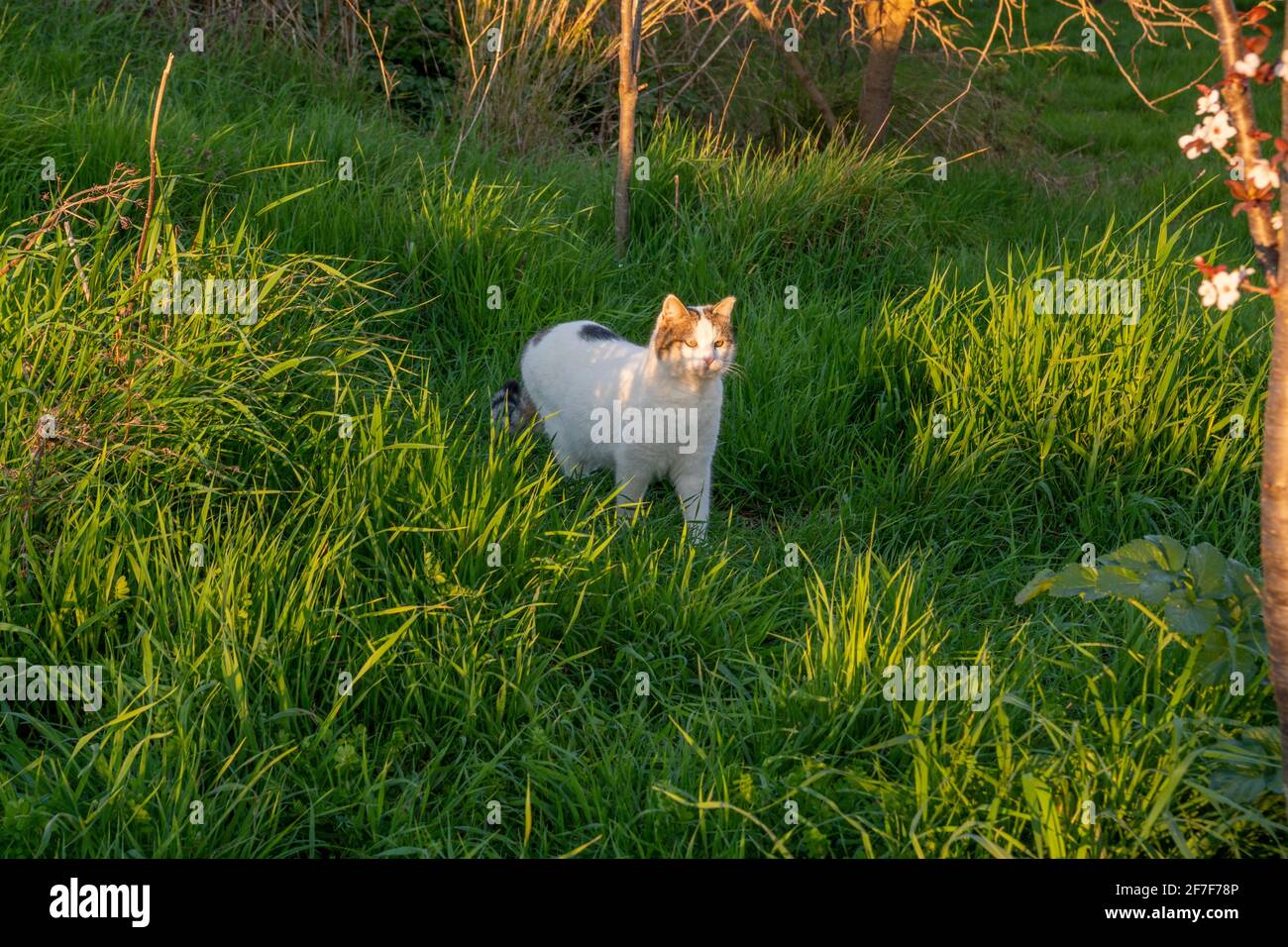 Un adorable chat blanc marche et chasse dans une herbe verte luxuriante au printemps. Nature et arrière-plan animal avec espace de copie. Banque D'Images