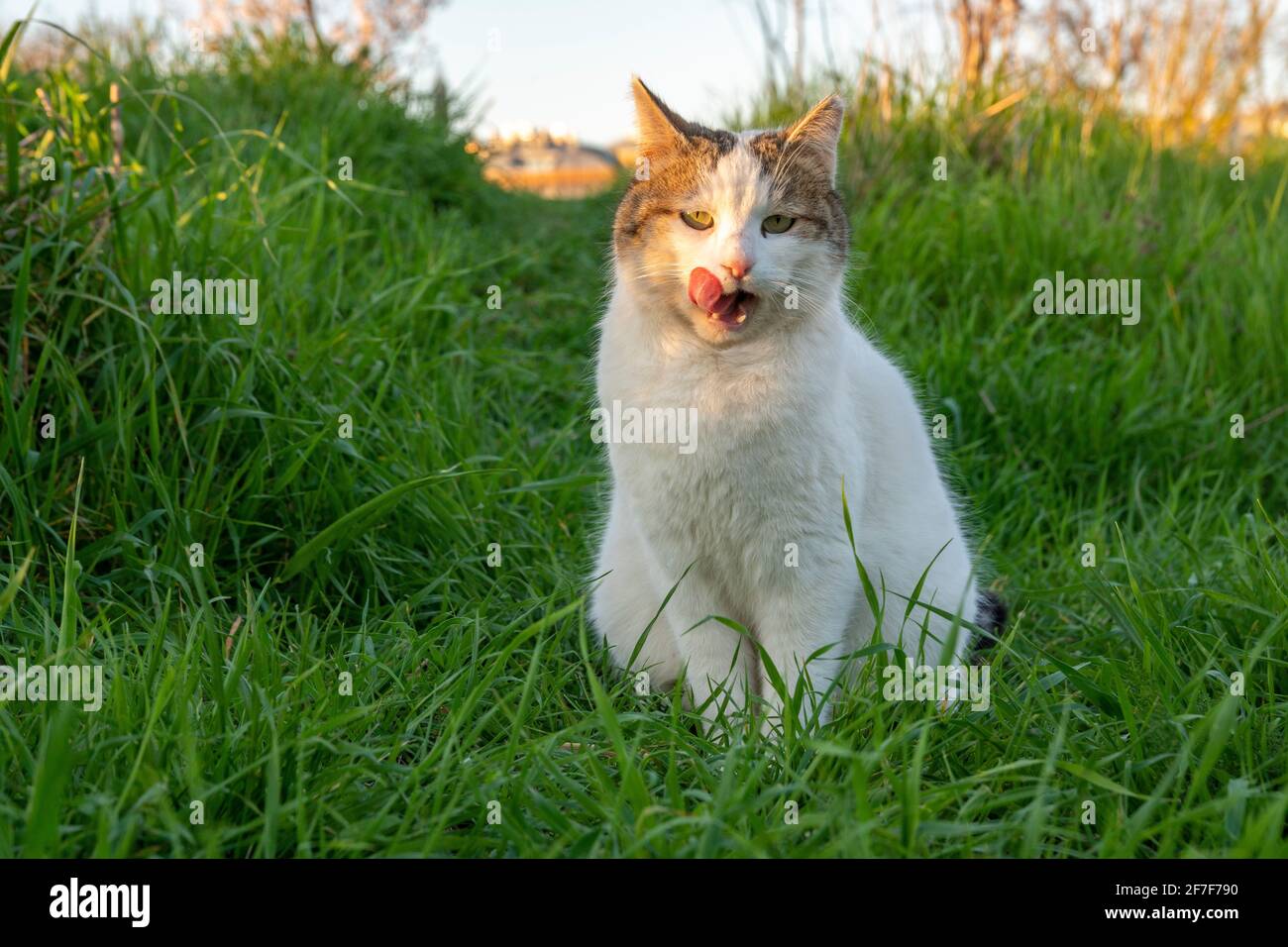Un adorable chat blanc est assis dans une herbe verte luxuriante au printemps. Elle lèche la bouche. Nature et arrière-plan animal avec espace de copie. Banque D'Images