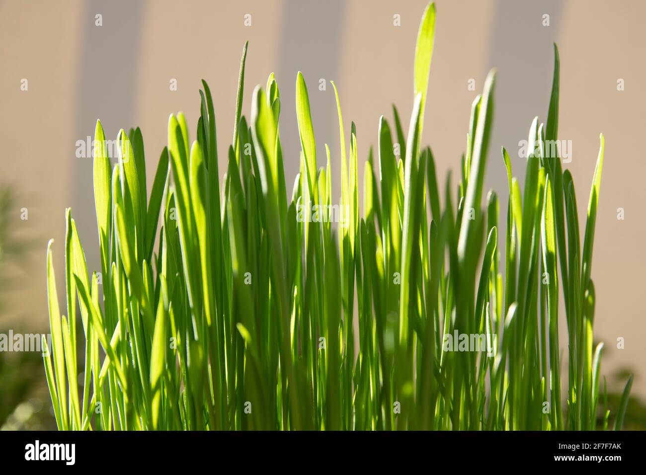 Concept de printemps et de croissance : gros plan sur l'herbe verte luxuriante, utilisée comme nourriture pour chats. Décoration de Pâques. Croissance de l'économie. Lumière du jour. Arrière-plan naturel Banque D'Images
