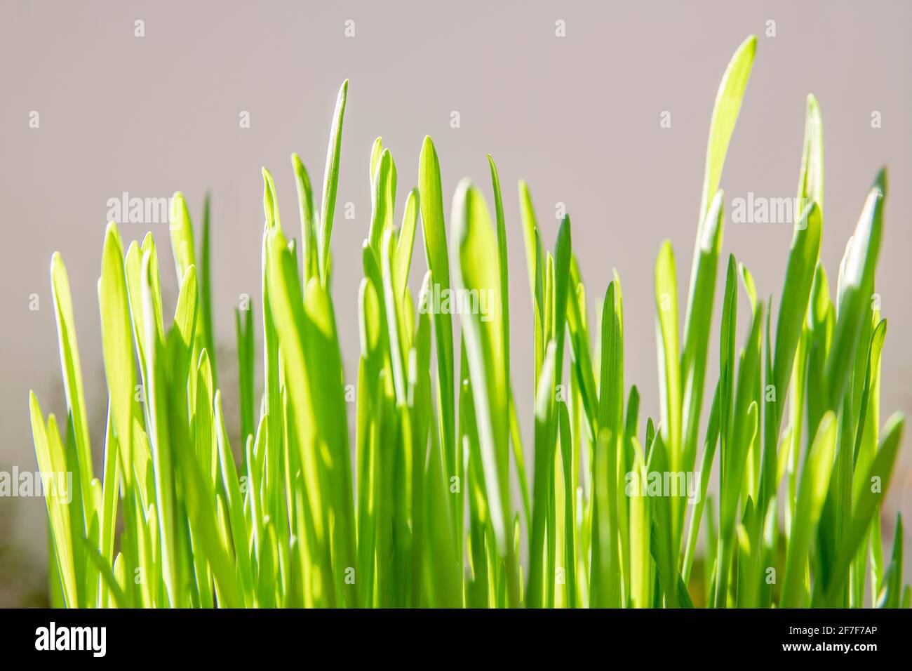 Concept de printemps et de croissance : gros plan sur l'herbe verte luxuriante, utilisée comme nourriture pour chats. Décoration de Pâques. Croissance de l'économie. Lumière du jour. Arrière-plan naturel Banque D'Images