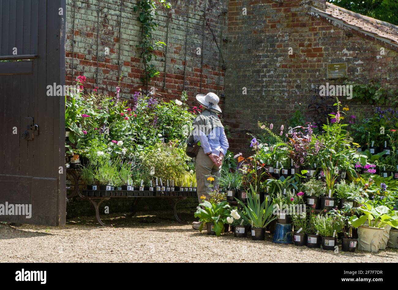 Une visiteur de Houghton Hall en été regarde les plantes du Garden Center, Norfolk, Royaume-Uni Banque D'Images