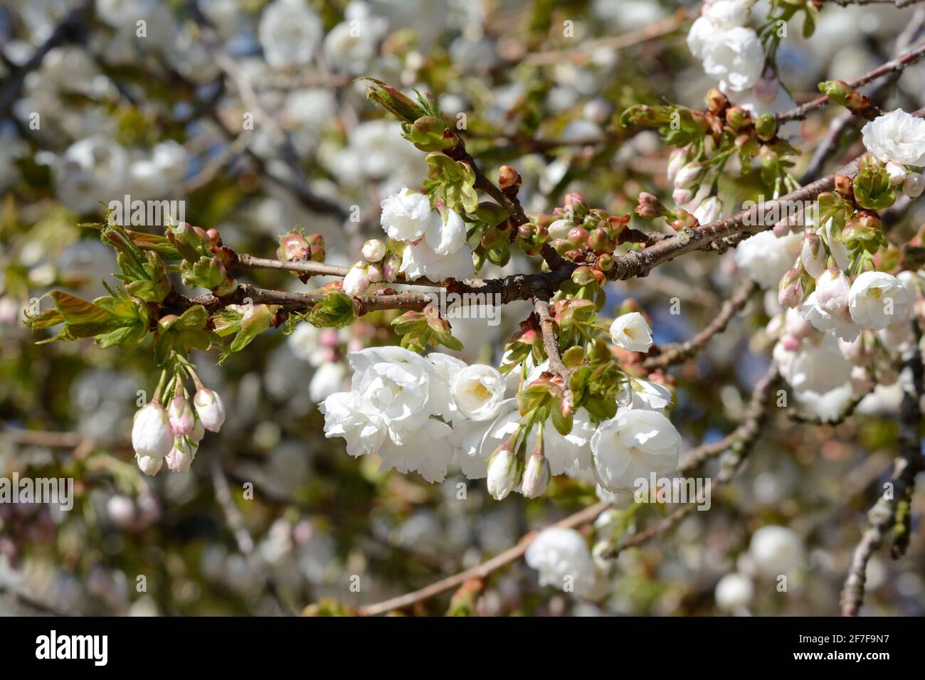 Grandes fleurs blanches odorantes semi-doubles du Prunus Shirotae Mont Fuji arbre fleur cerisier Banque D'Images