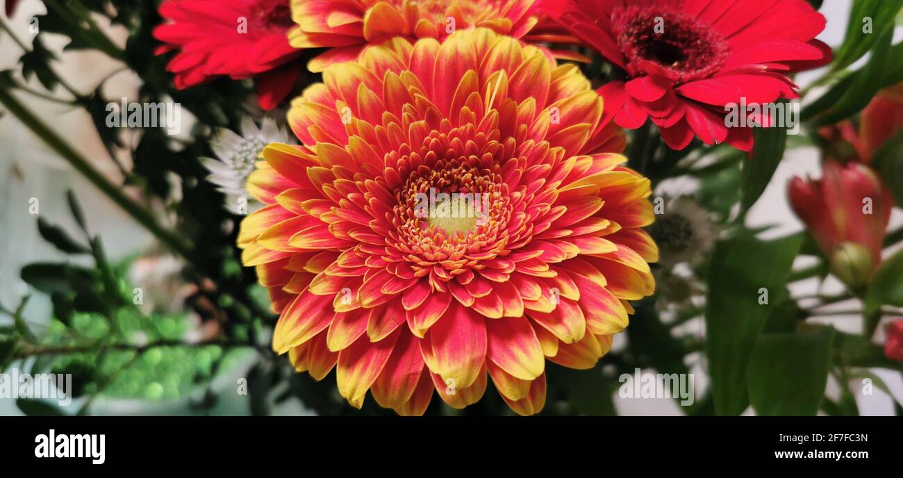 Bouquet de gerberas et autres fleurs. Banque D'Images