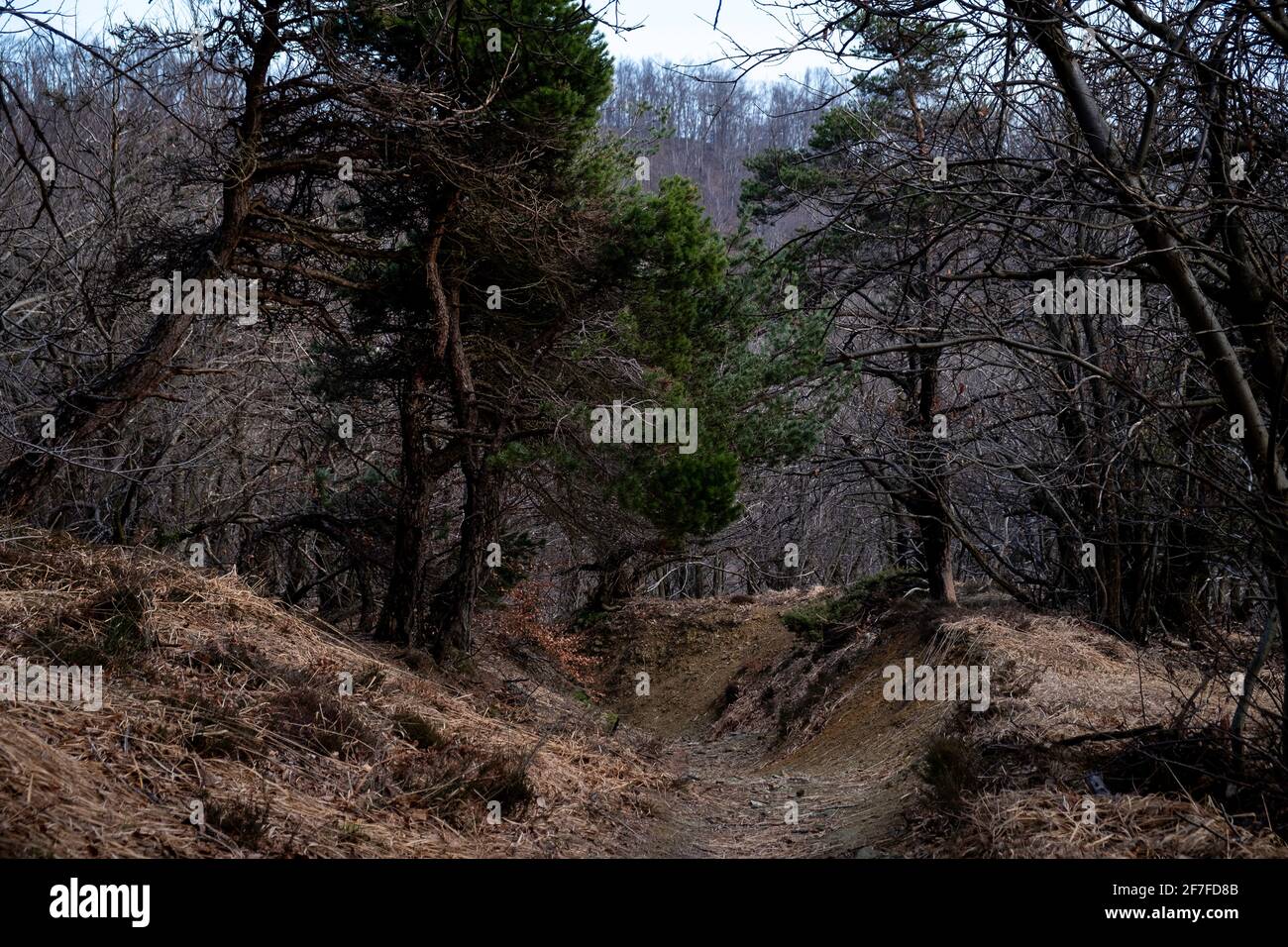 Bois et forêts italiens de l'arrière-pays ligurien dans le Parc d'Adelasia Banque D'Images