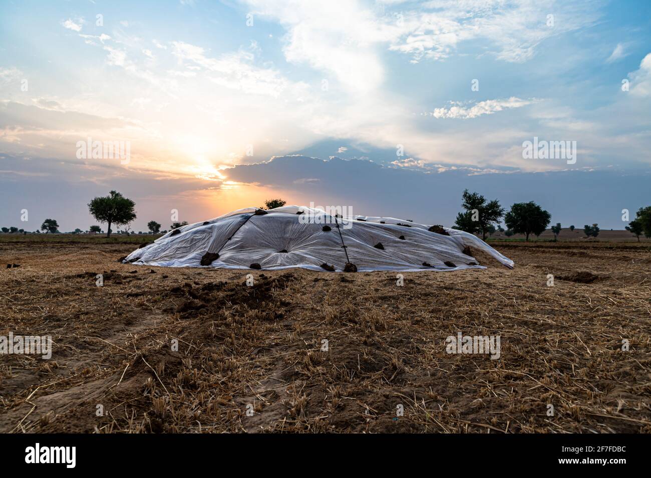 agriculteur indien couvrant leur récolte pour protéger de la pluie, de beaux nuages en arrière-plan. Banque D'Images