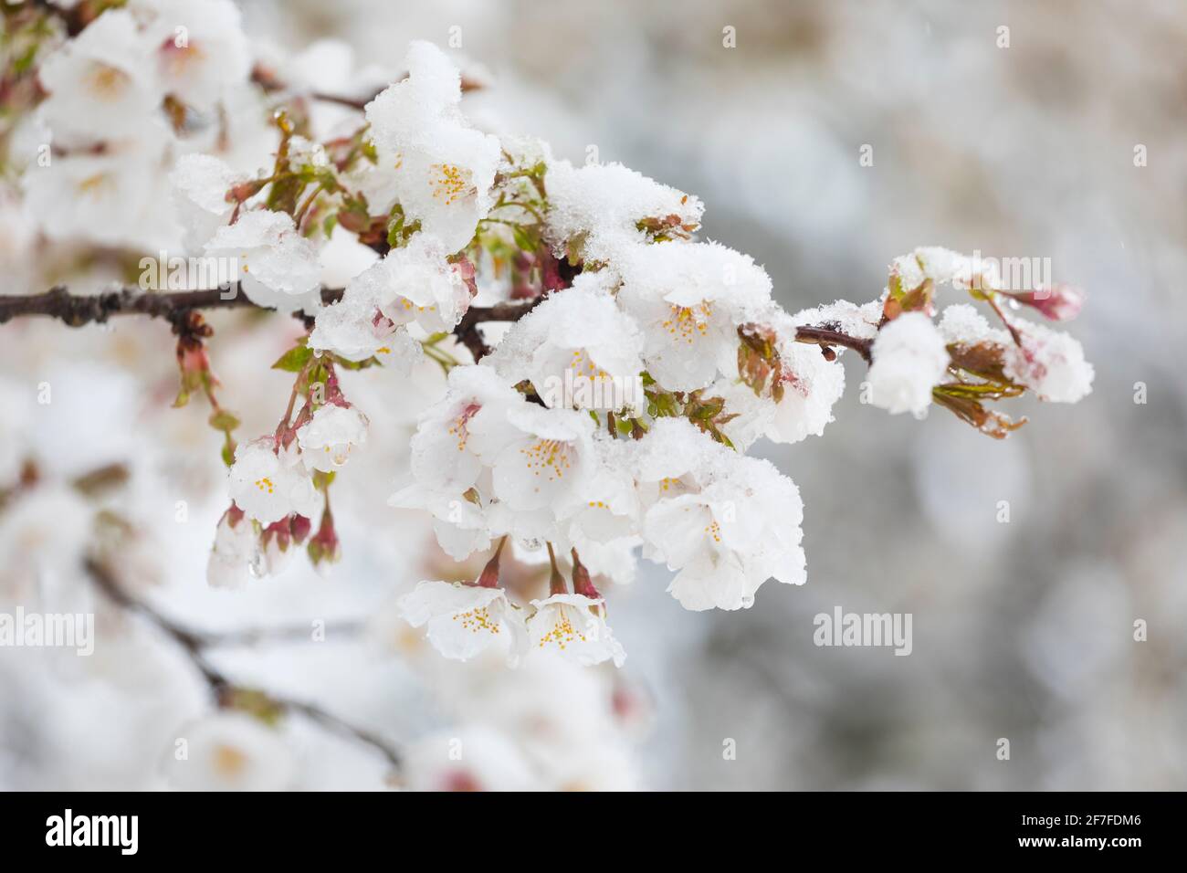 Neige à l'arbre fruitier en fleur, avril aux pays-Bas Banque D'Images