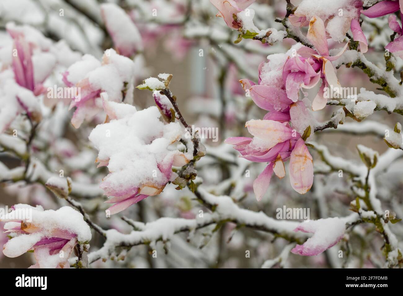 Neige au Magnolia en pleine floraison, avril aux pays-Bas Banque D'Images