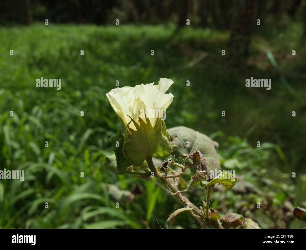 gros plan photo de la fleur de coton Banque D'Images
