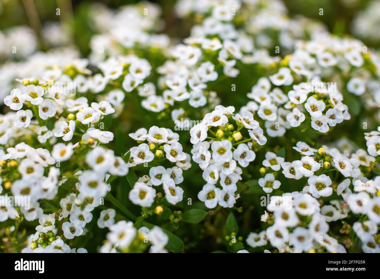 Tapis de petites fleurs blanches parfumées alyssum Photo Stock - Alamy