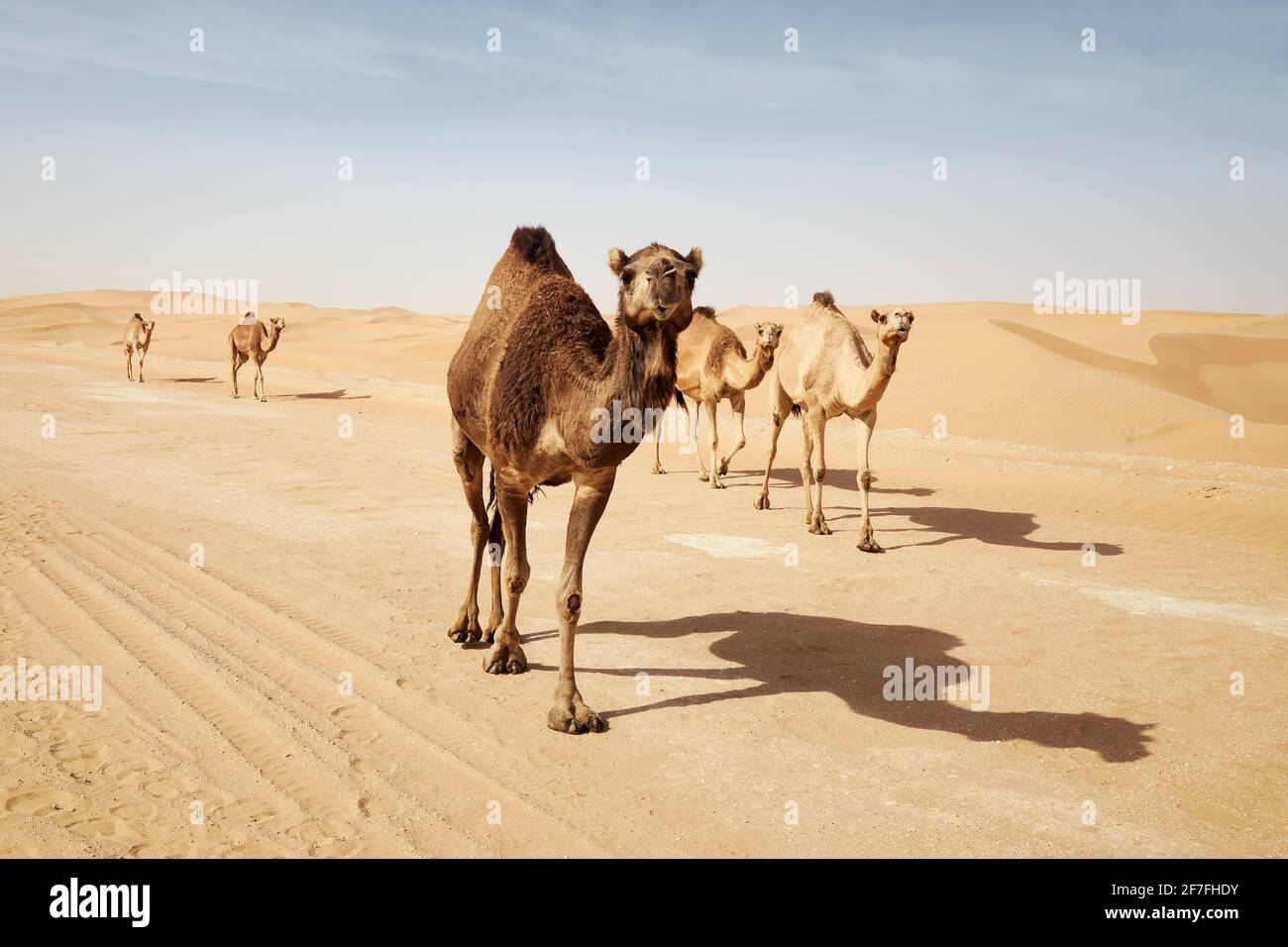 Troupeau de chameaux marchant sur la route de campagne contre les dunes de sable dans le paysage du désert. Abu Dhabi, Émirats arabes Unis Banque D'Images