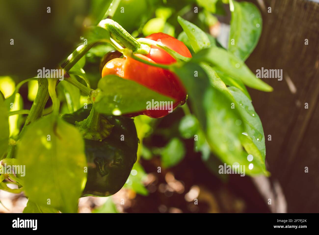 gros plan d'une mini-plante de poivron avec des capsules rouges à l'extérieur dans un jardin de légumes ensoleillé, photographié à faible profondeur de champ Banque D'Images