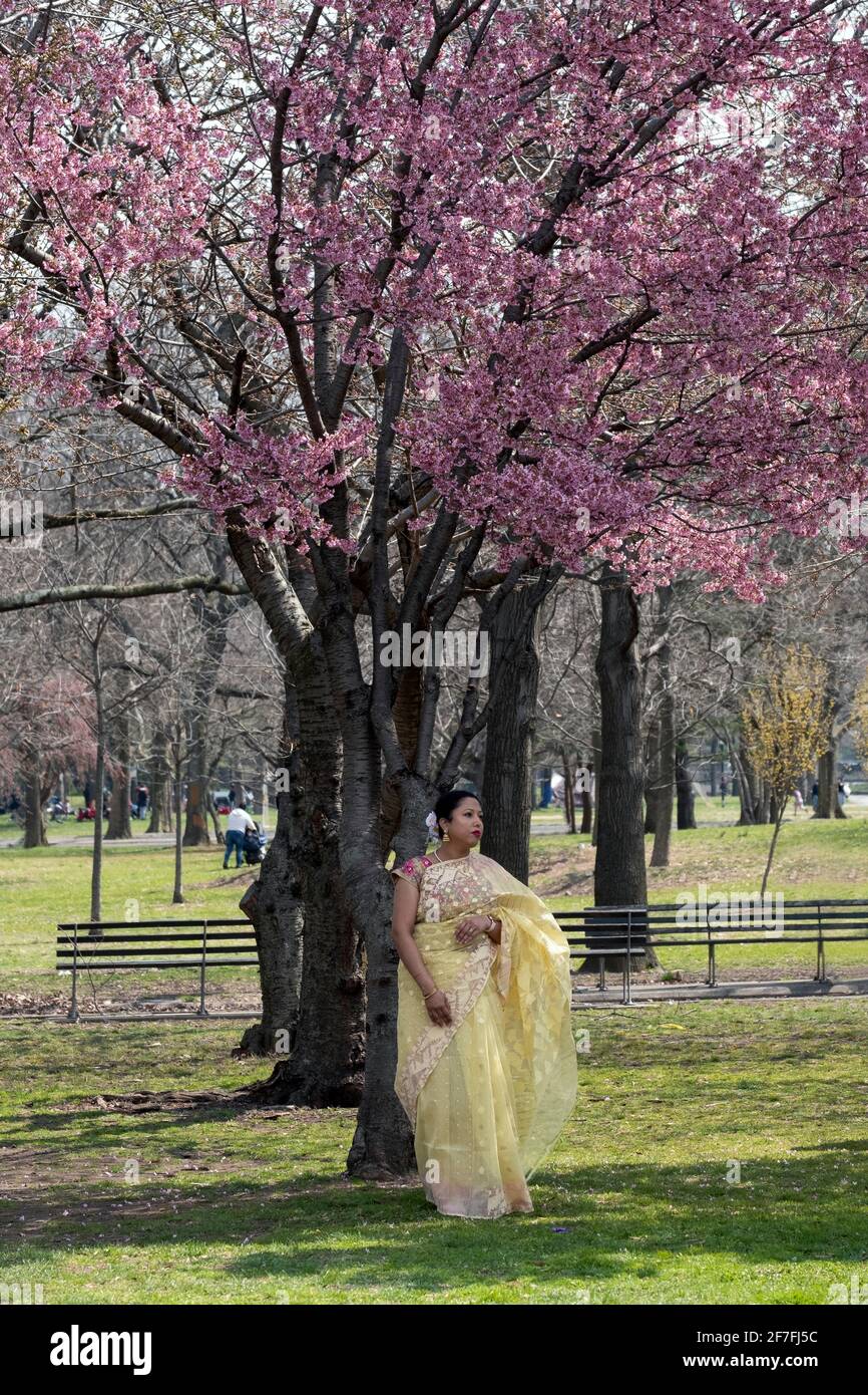 Une femme attirante dans un sari jaune, probablement hindoue, possède pour une photo sous un arbre de fleur de cerisier. Dans un parc à Queens, New York. Banque D'Images