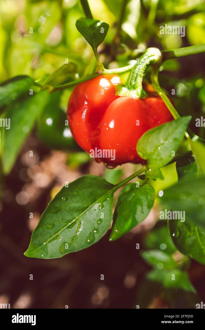 gros plan d'une mini-plante de poivron avec des capsules rouges à l'extérieur dans un jardin de légumes ensoleillé, photographié à faible profondeur de champ Banque D'Images