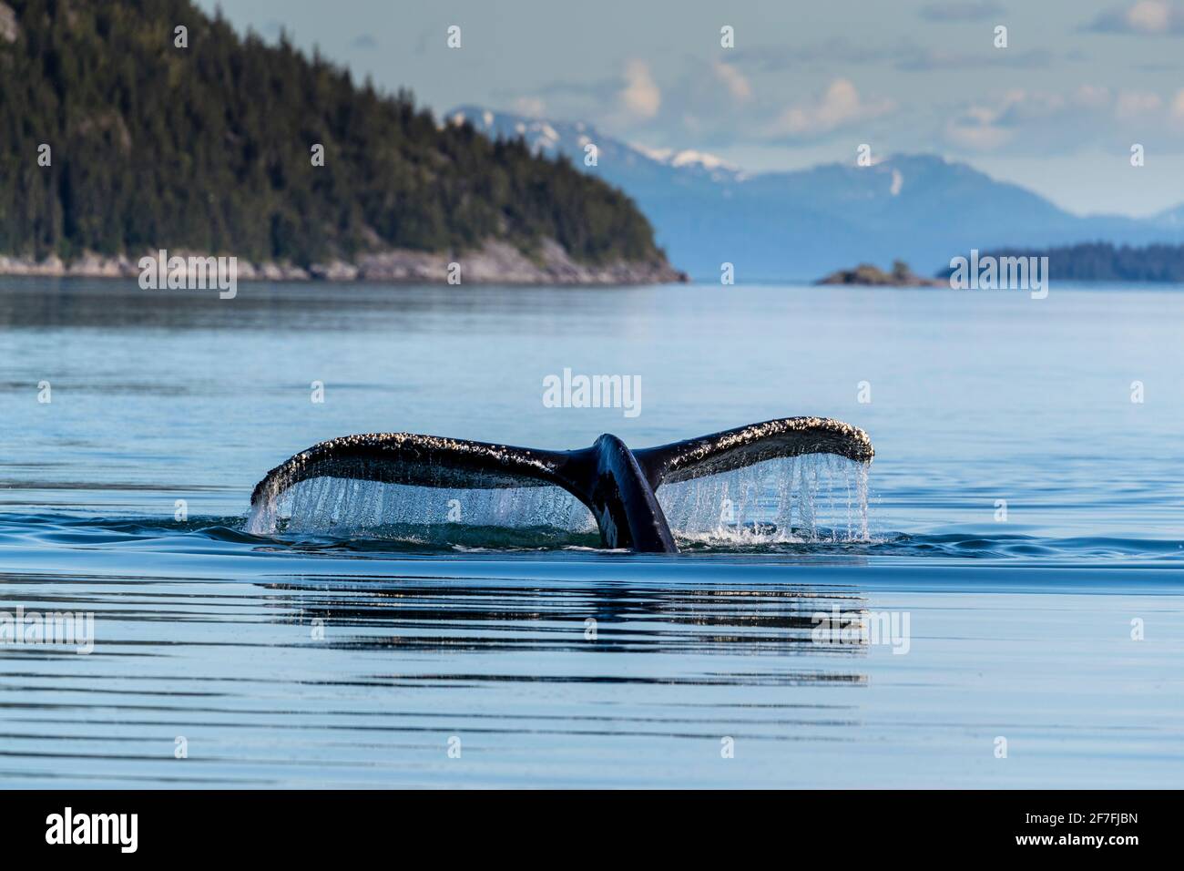 Baleine à bosse adulte (Megaptera novaeangliae), plongée sous-marine dans le parc national de Glacier Bay, site classé au patrimoine mondial de l'UNESCO, Alaska, États-Unis Banque D'Images