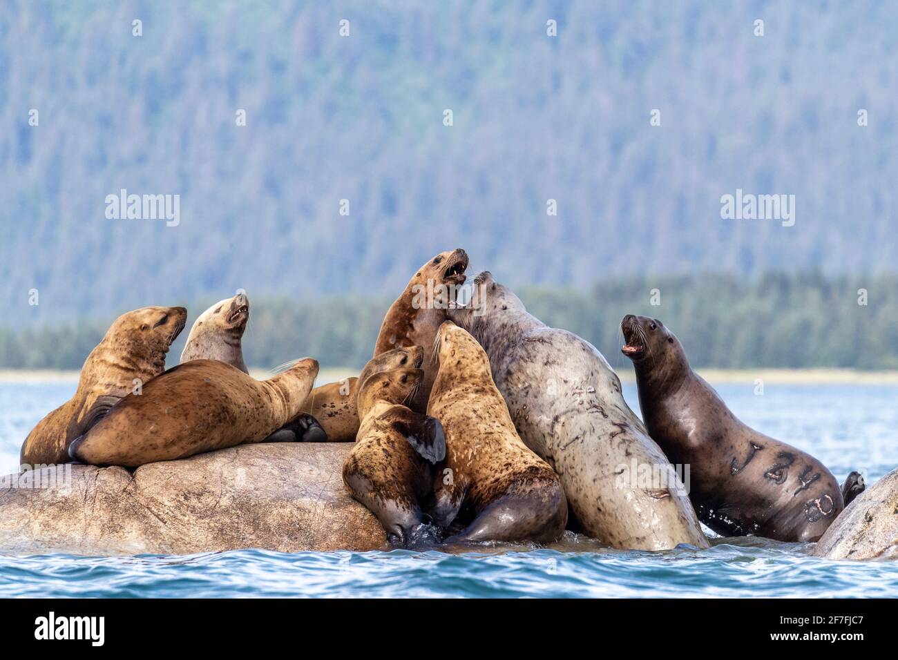 Otaries de Steller (Eumetopias jubatus), site de transport, îles du marbre du Sud, parc national de Glacier Bay, site classé au patrimoine mondial de l'UNESCO, Alaska, États-Unis Banque D'Images