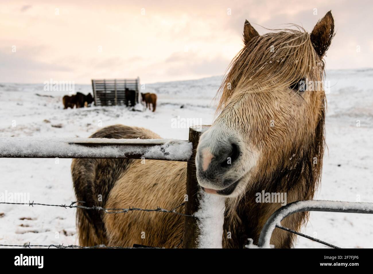 Cheval islandais (Equus ferus caballus), Gullfoss, Islande, régions polaires Banque D'Images