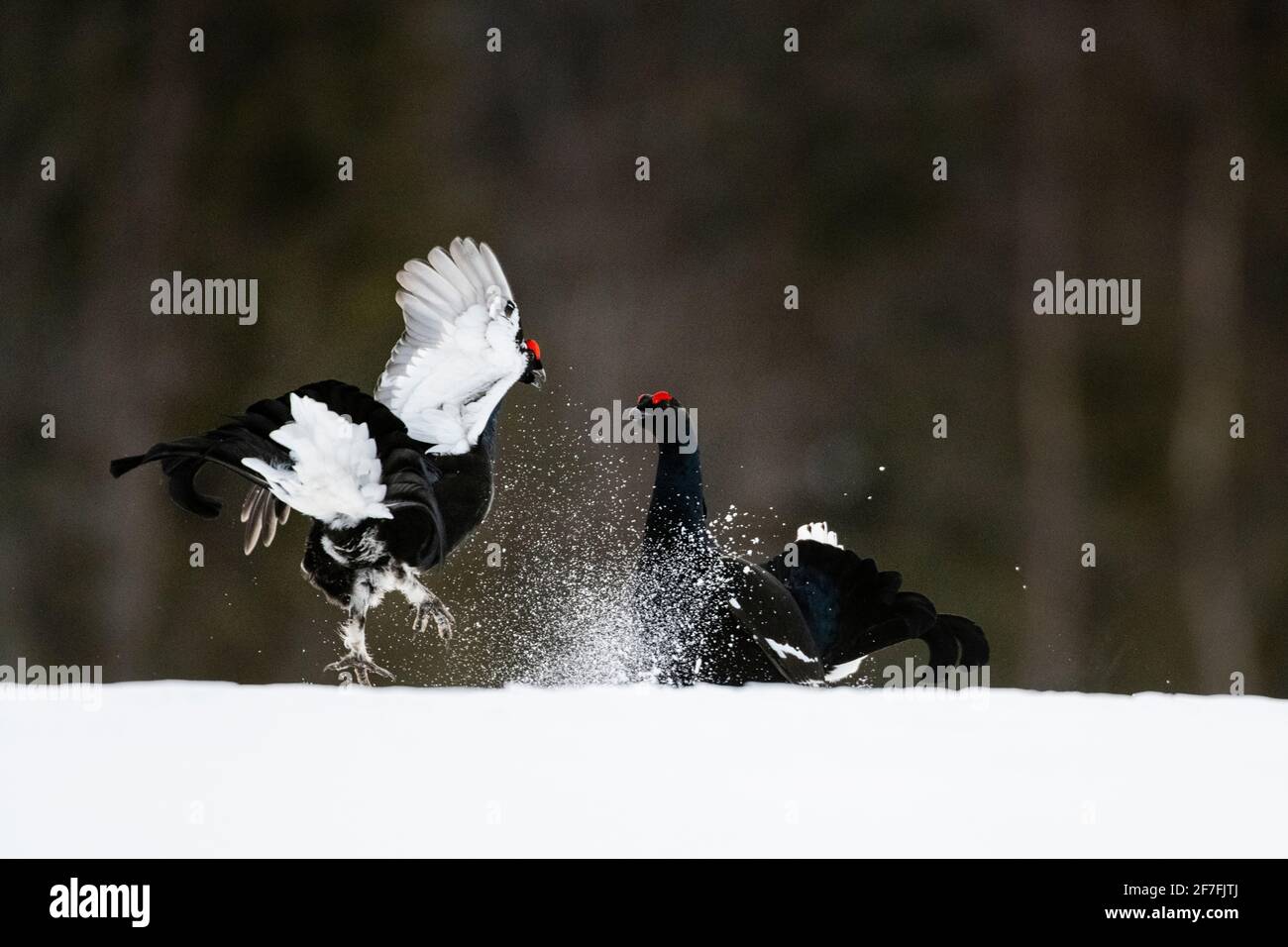 Tétras noir (Lyrurus tetrix), lutte, comportement territorial, Kuusamo, Finlande, Europe Banque D'Images