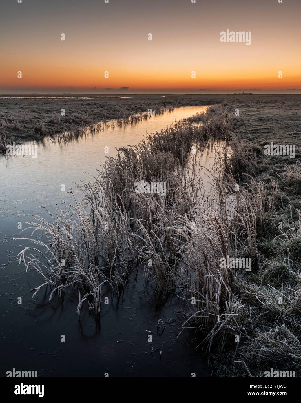 L'aube en hiver, Réserve naturelle nationale d'Elmley, Île de Sheppey, Kent, Angleterre, Royaume-Uni, Europe Banque D'Images
