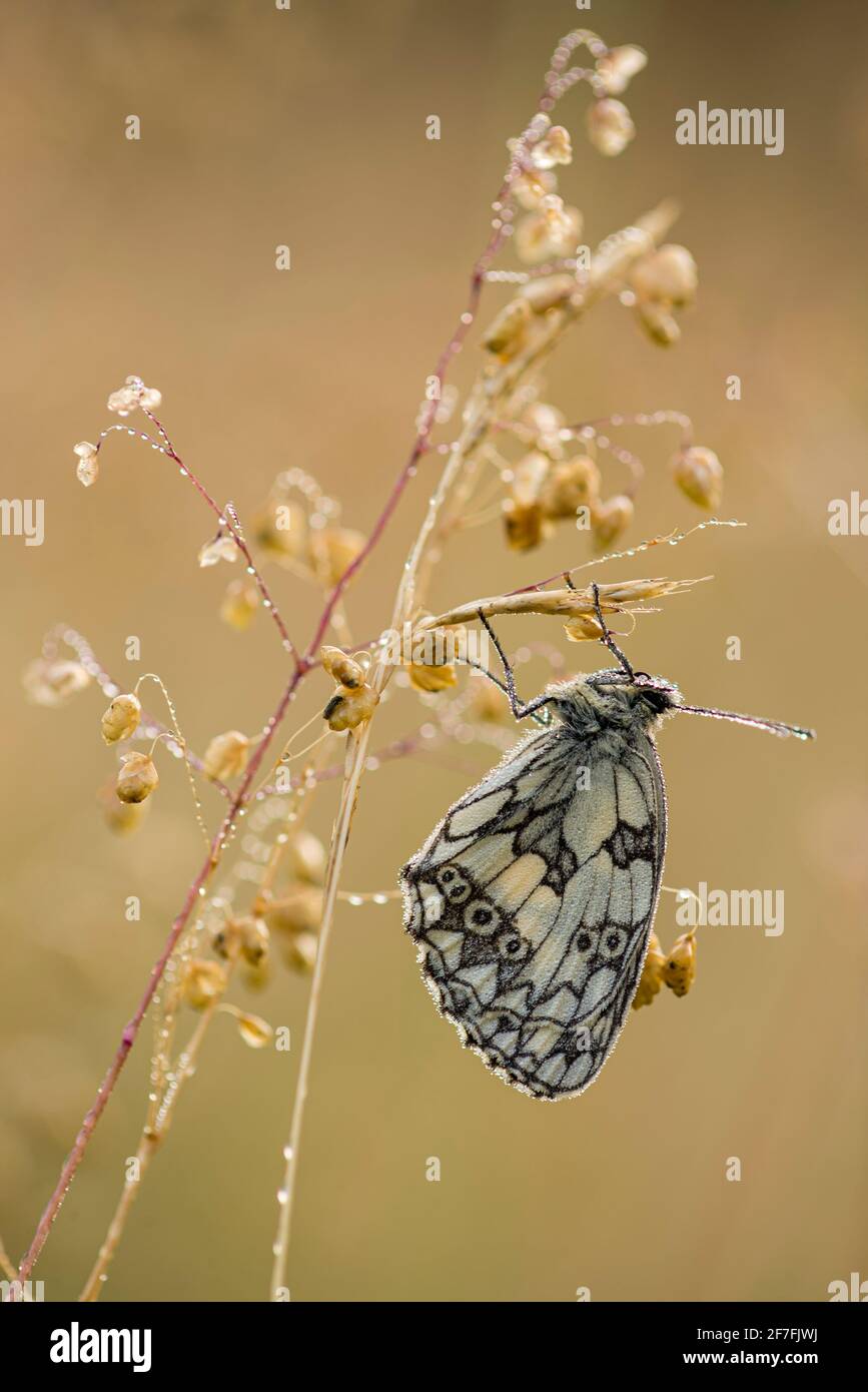 Papillon blanc marbré (Melanargia galathea), roosting adulte sur l'herbe, dans l'habitat des prairies, Kent, Angleterre, Royaume-Uni, Europe Banque D'Images