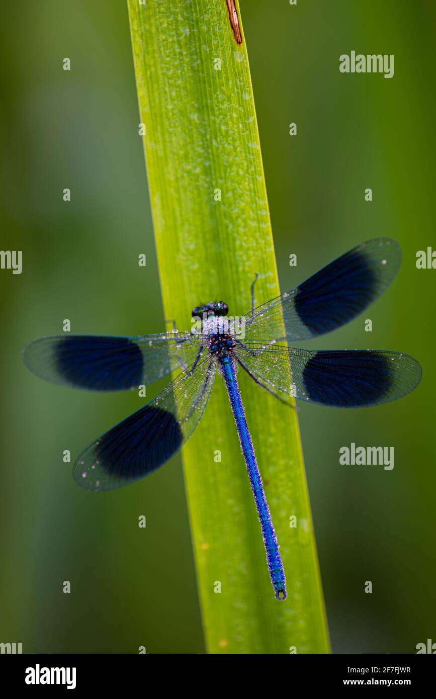 Demoiselle à bandes (Calopteryx splendens) damselfly couvert de rosée, Kent, Angleterre, Royaume-Uni, Europe Banque D'Images