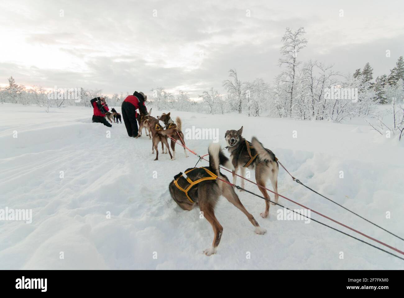 Touristes jouant avec des chiens de traîneau dans la neige et la glace du cercle arctique, près de Kiruna, Suède. Un des chiens roule dans la neige. Banque D'Images