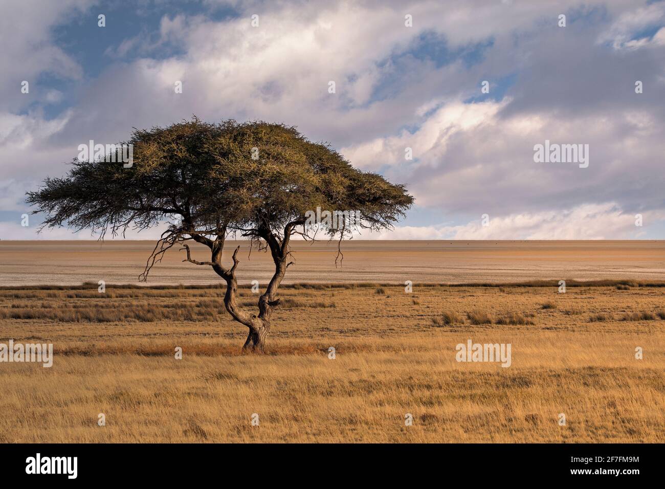 Salvadora Waterhole à Etosha, célèbre pour cet arbre solitaire au milieu de la savane, Namibie, Afrique Banque D'Images